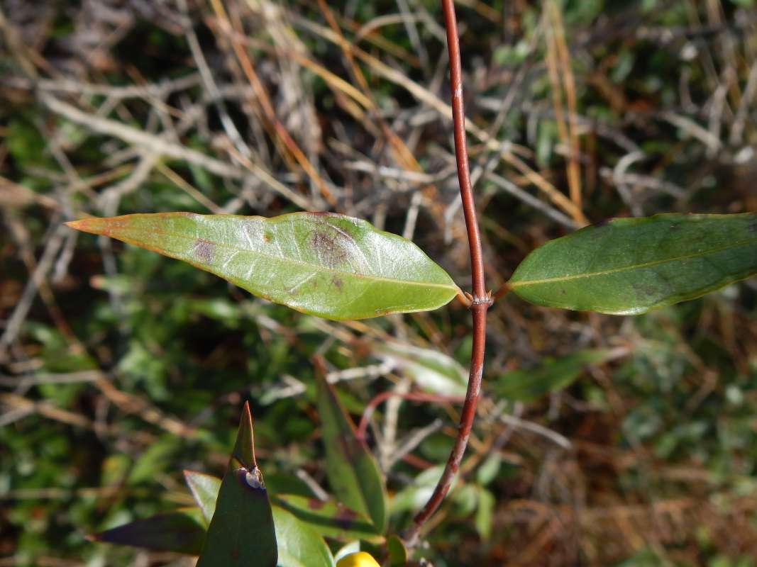 Leaf<br>(Location of Picture: Lower Suwanee Wildlife Refuge, 2014)