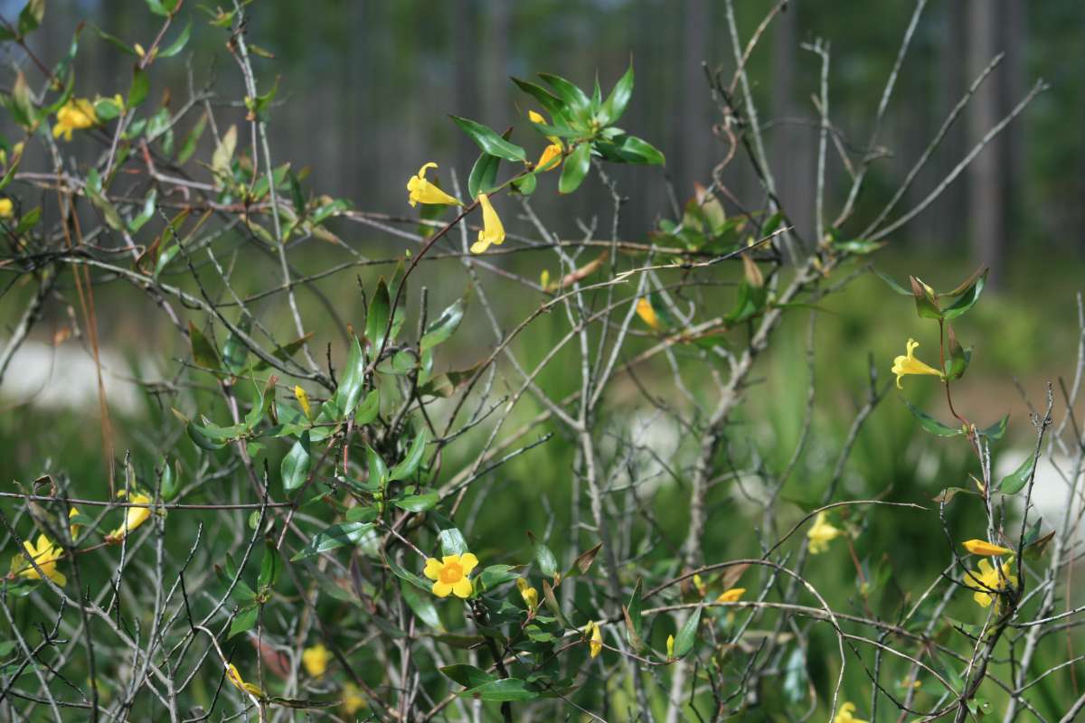 Silhouette<br>(Location of Picture: Lower Suwanee Wildlife Refuge, 2014)