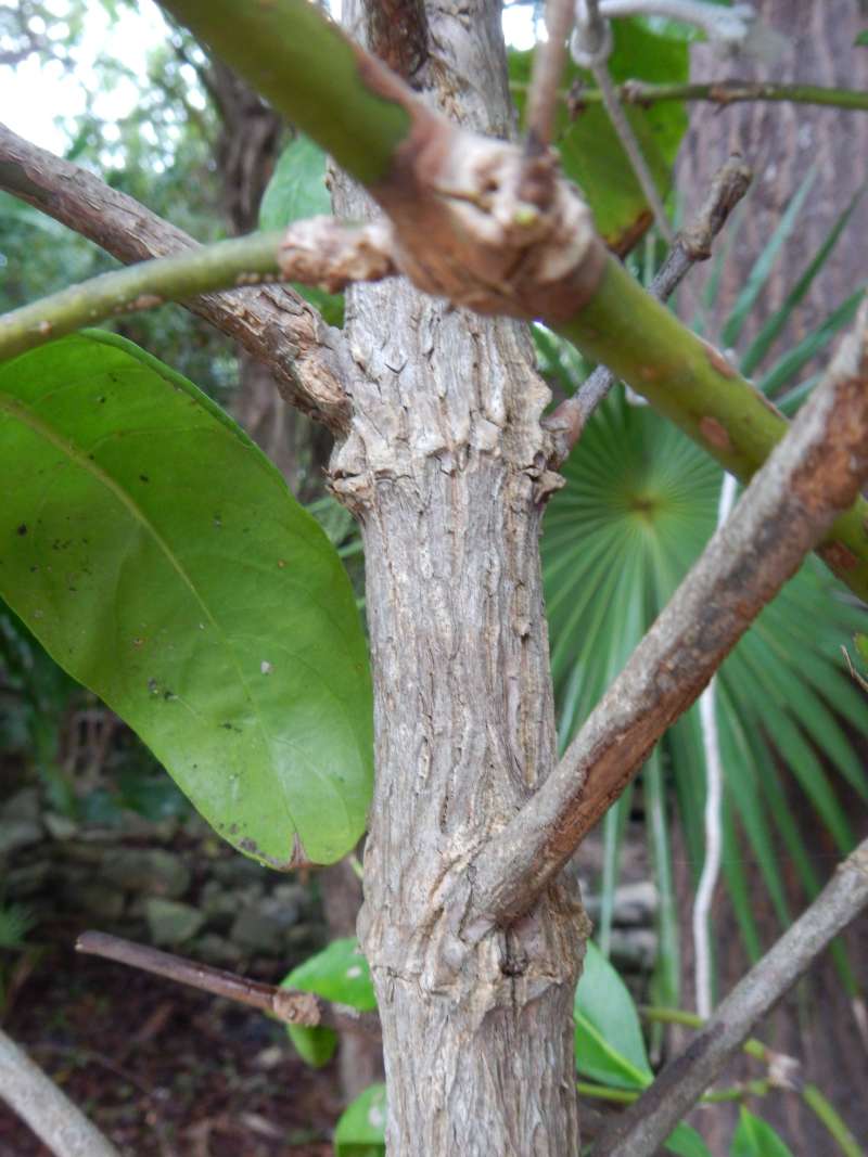 Trunk/Bark<br>(Location of Picture: Key West, Florida, Jan. 2014)