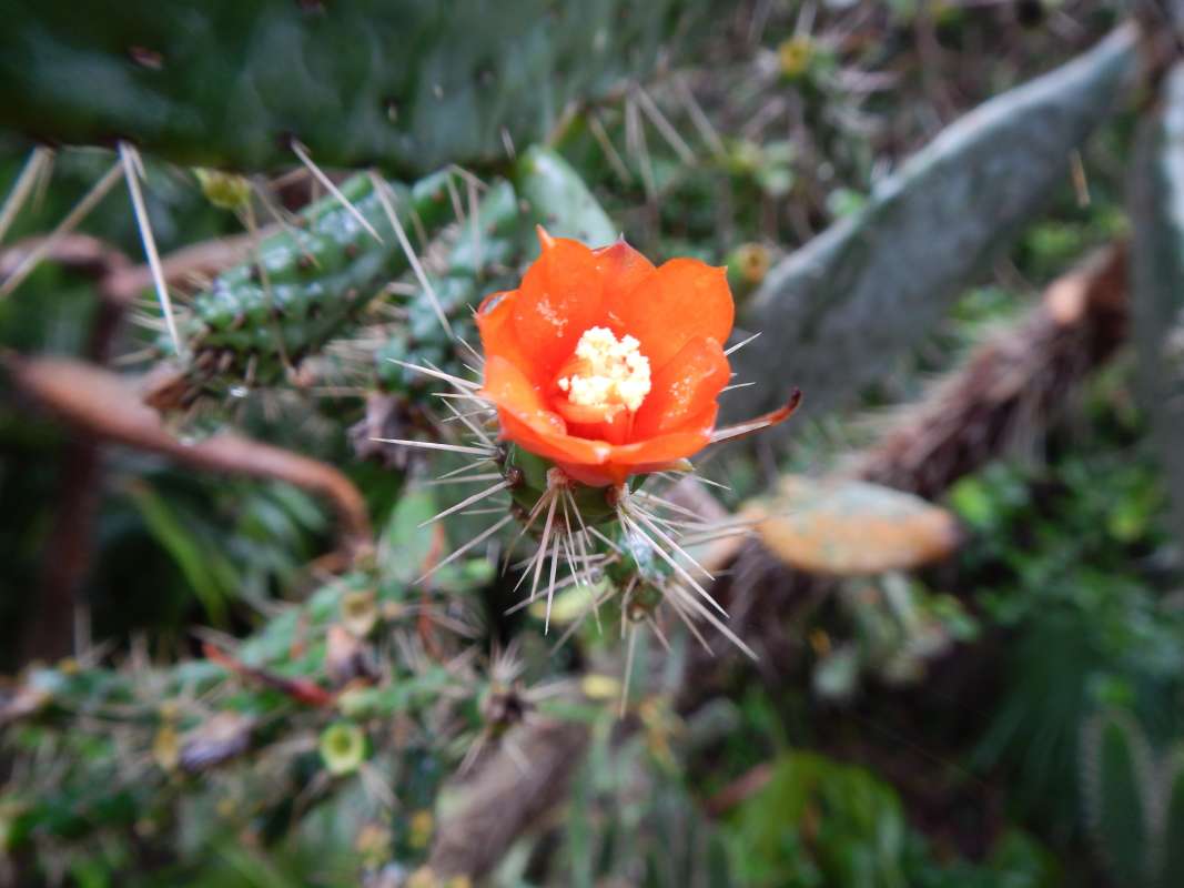 Flower - Red<br>(Location of Picture: Key West, Florida, Jan. 2014)
