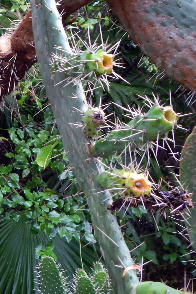 New Growth<br>(Location of Picture: Key West, Florida, Jan. 2014)