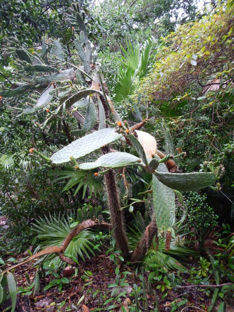 Habitat<br>(Location of Picture: Key West, Florida, Jan. 2014)