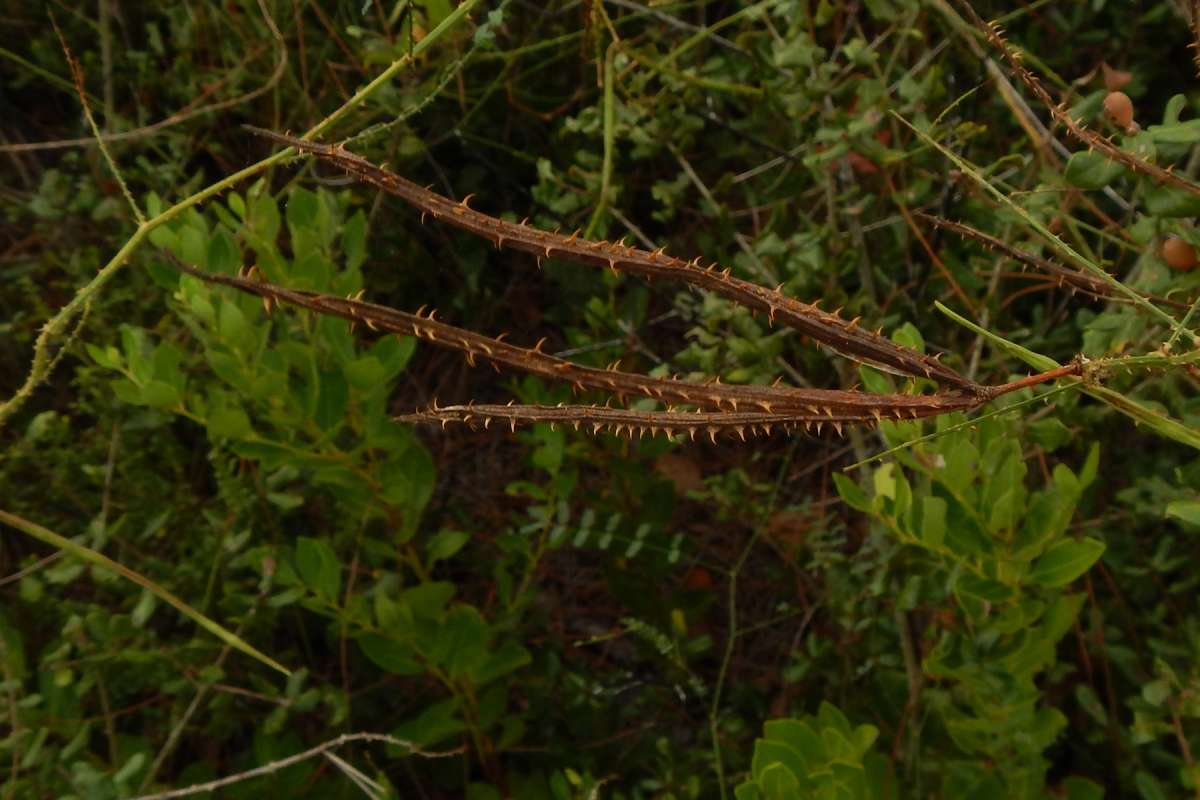 Spines on Twig<br>(Location of Picture: J. Dickinson State Park, Fl,  2014)