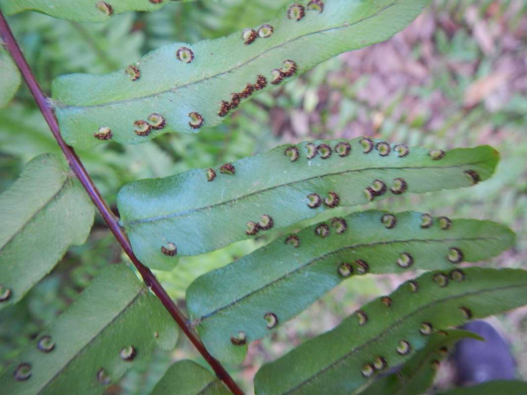 Sori<br>(Location of Picture: Collier Seminole SP, Fl., Jan 2014)