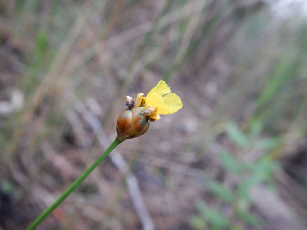 Flower Side View<br>(Location of Picture: Jonathin Dickinson SP, Fl, Dec. 201)