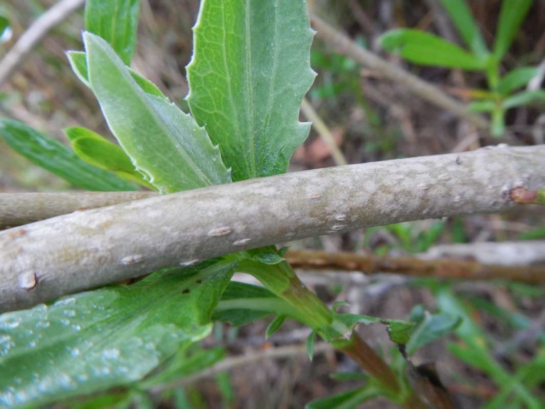 Twig<br>(Location of Picture: Biscayne Bay, Florida, Dec. 2013)