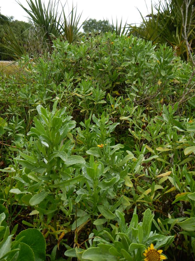 Habitat<br>(Location of Picture: Biscayne Bay, Florida, Dec. 2013)