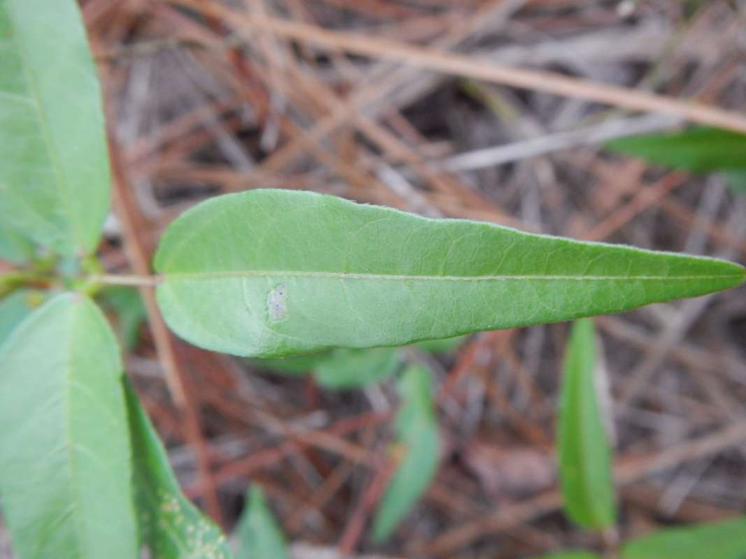Leaf<br>(Location of Picture: Collier Seminole SP, Florida, 2014)