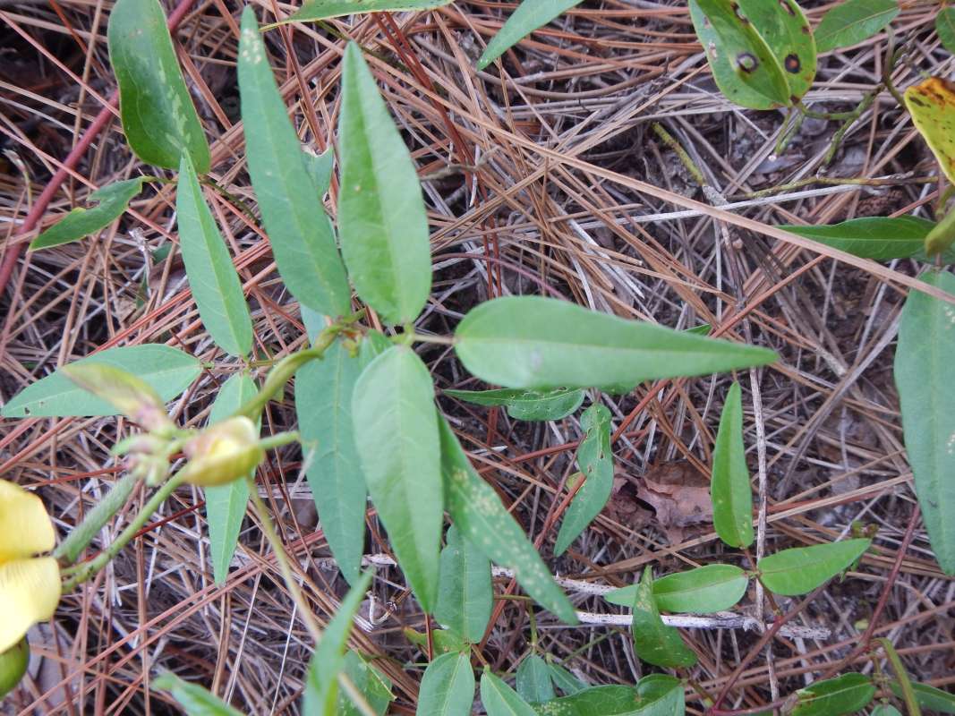 Leaves<br>(Location of Picture: Collier Seminole SP, Florida, 2014)