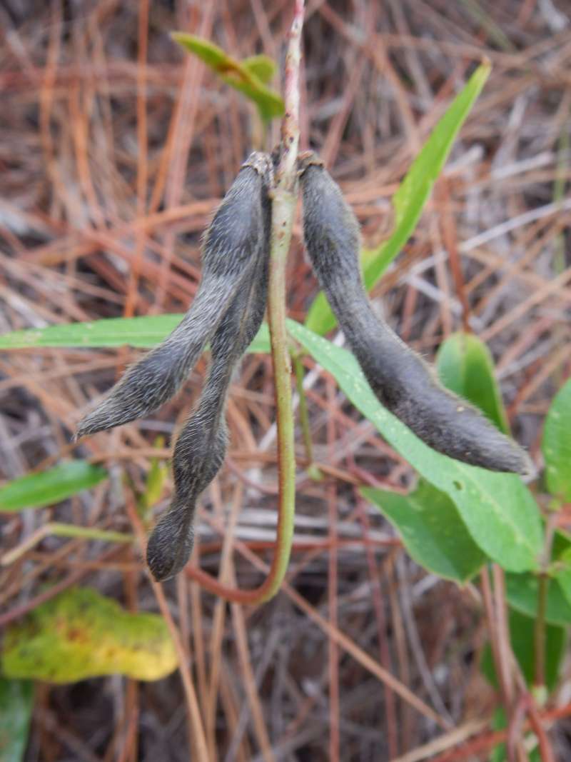 Pods<br>(Location of Picture: Collier Seminole SP, Fl., Jan 2014)