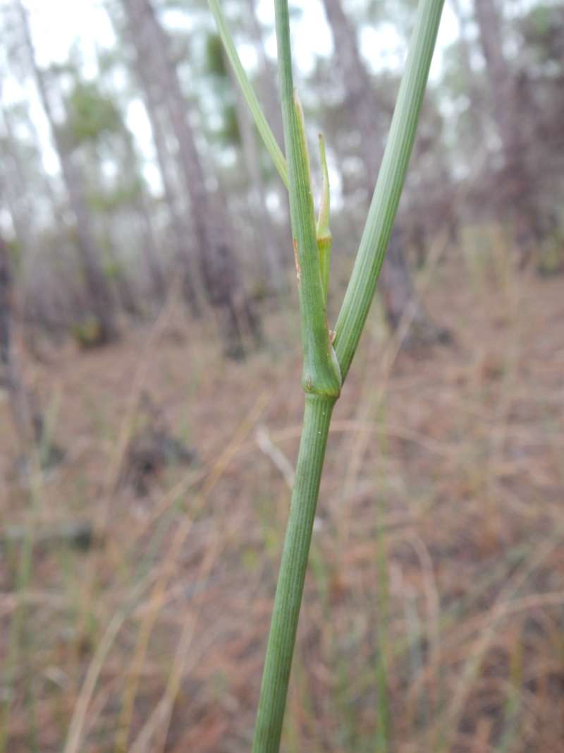 Stem<br>(Location of Picture: Collier Seminole SP, FL. Jan. 2014)
