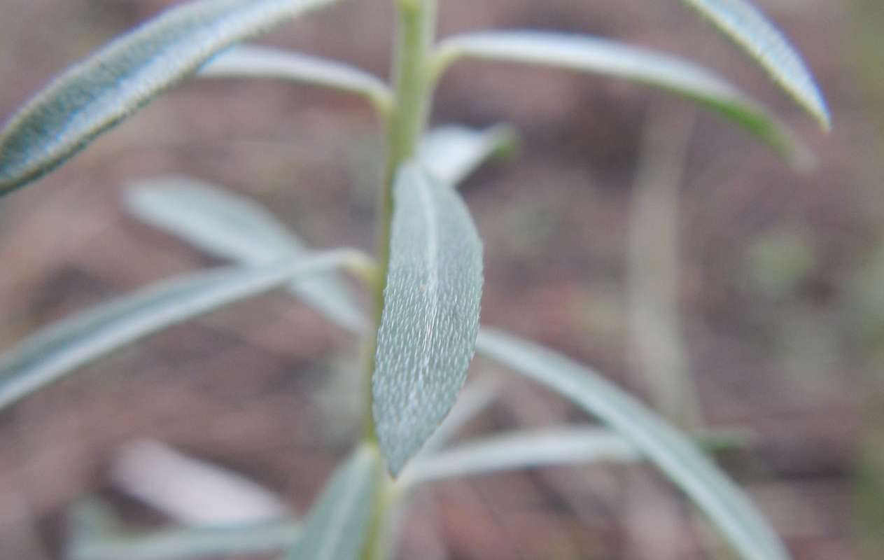 Leaf<br>(Location of Picture: C. Seminole SP, Florida, Jan. 2014)
