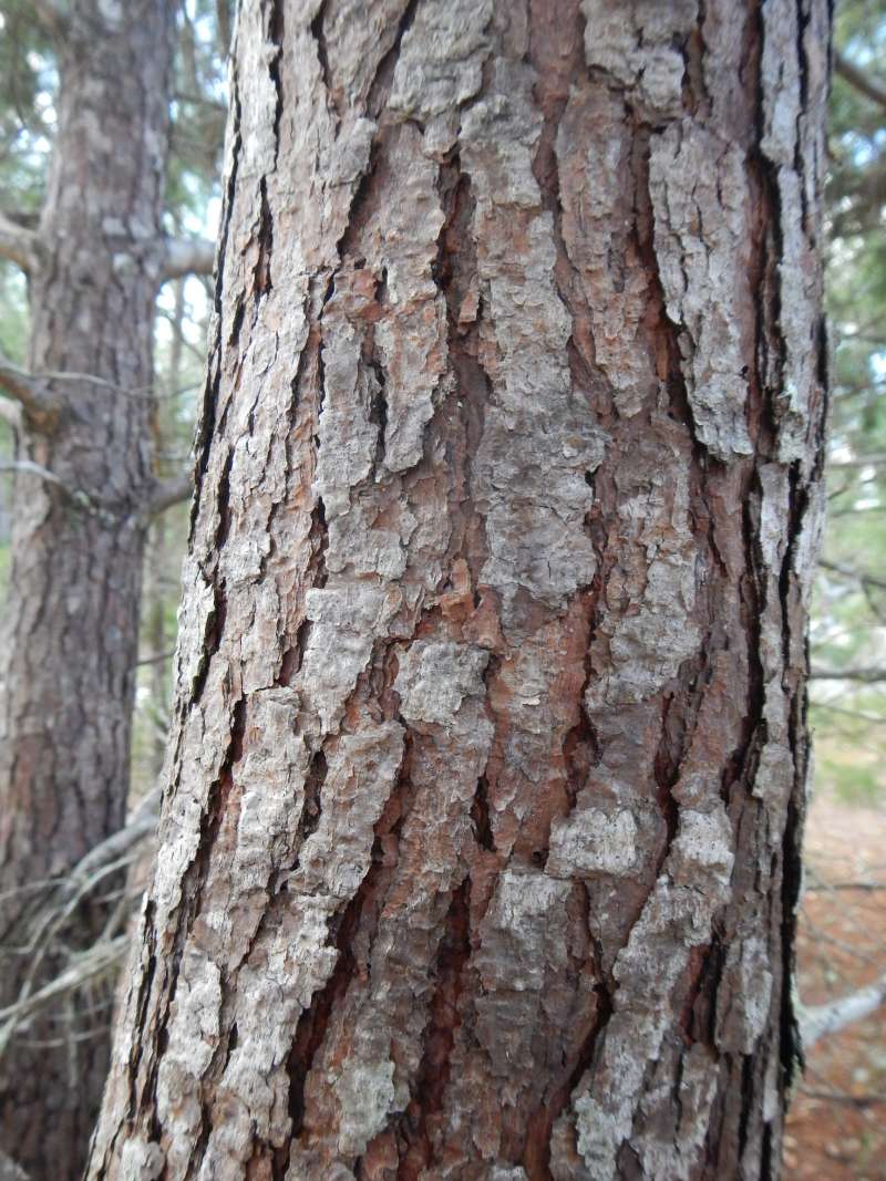 Bark<br>(Location of Picture: Ocala National Forest, Feb. 2014)