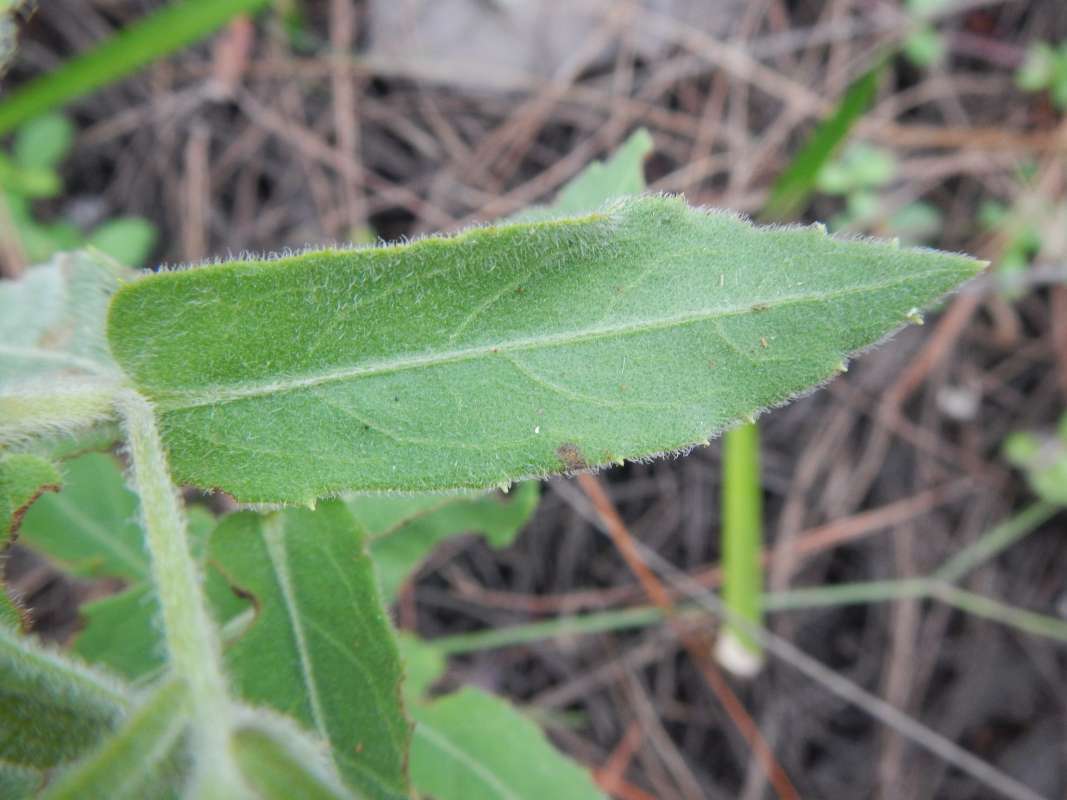 Leaf<br>(Location of Picture: C. Semiinole SP, Florida, Jan. 2014)