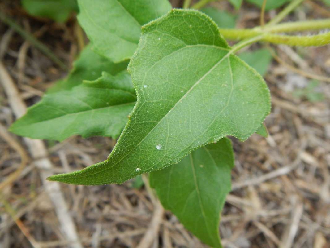 Leaf<br>(Location of Picture: St. Petersburg, Florida, Jan. 2014)
