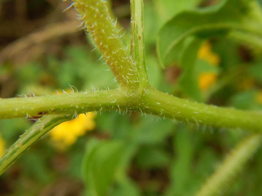 Stem<br>(Location of Picture: St. Petersburg, Florida, Jan. 2014)