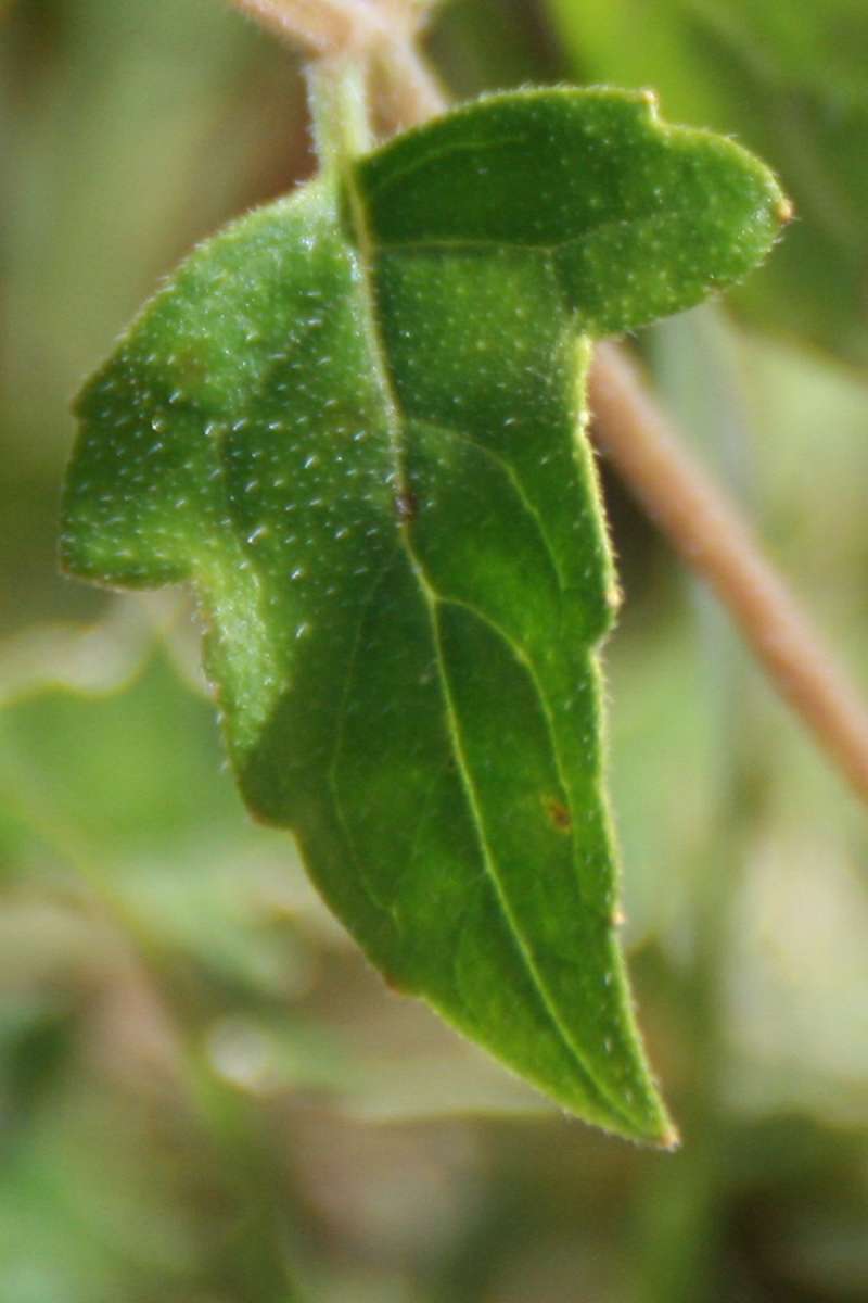 Leaf<br>(Location of Picture: Anastasia SP, Florida, Dec. 2013)