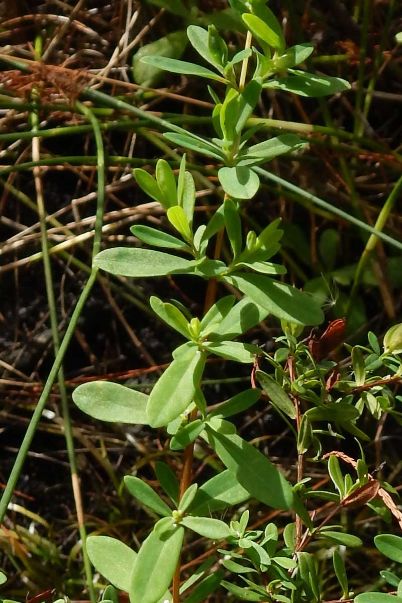Stem and Leaves<br>(Location of Picture: J. Dickinson SP, Florida, Dec. 2013)