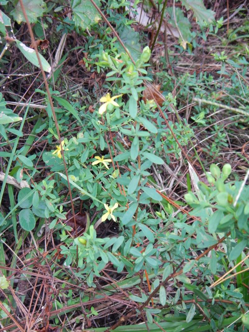 Habitat<br>(Location of Picture: J. Dickinson SP, Florida, Dec. 2013)