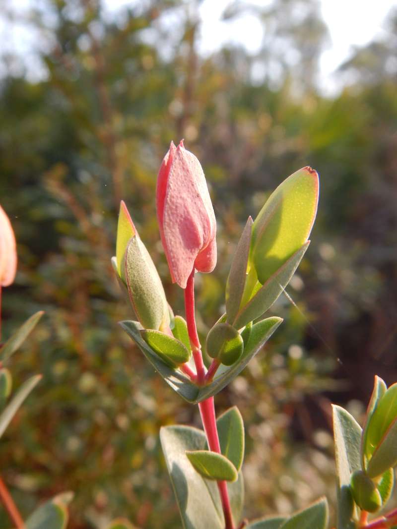Stem and Leaves<br>(Location of Picture: J. Dickinson SP, Florida, Dec. 2013)
