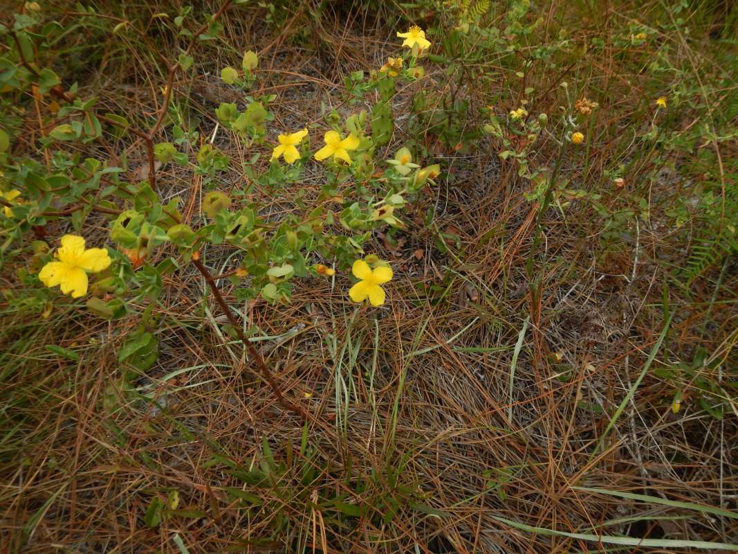 Habitat<br>(Location of Picture: J. Dickinson SP, Florida, Dec. 2013)