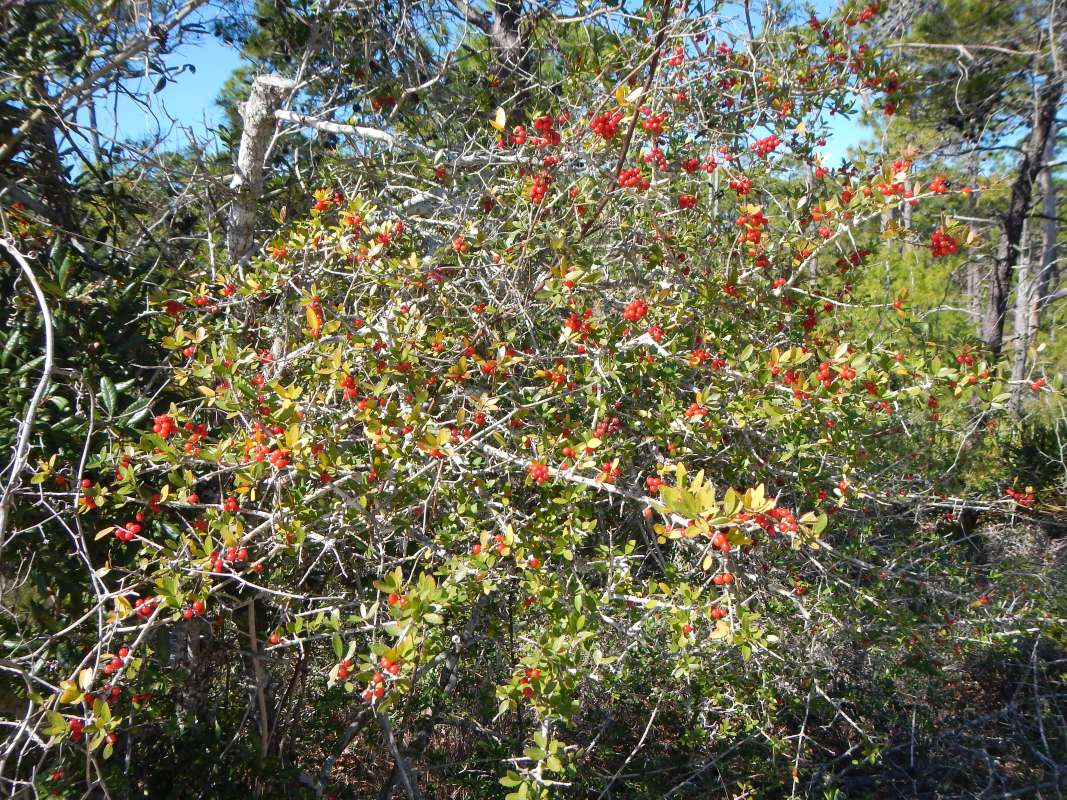 Habitat View<br>(Location of Picture: St. Josephs SP, Florida,  Feb. 2014)