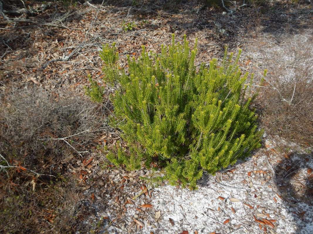 Silhouette<br>(Location of Picture: F. Pickens NS, Florida, Feb. 2014)