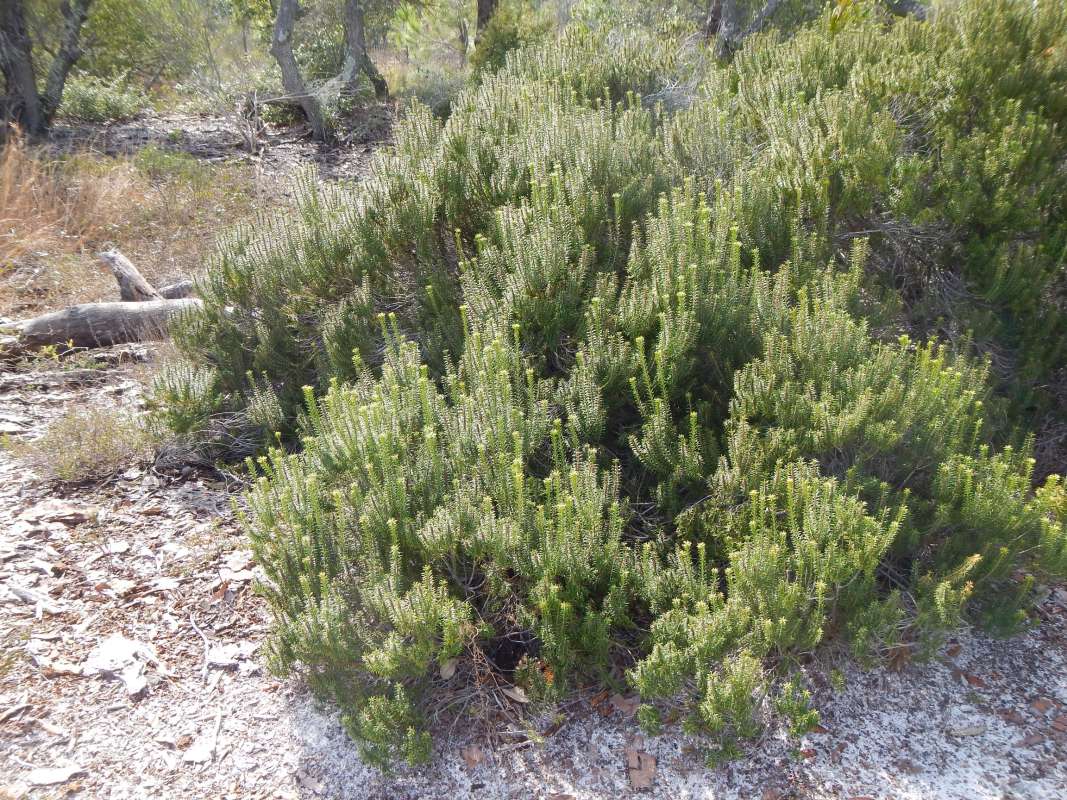 Hbitat<br>(Location of Picture: F. Pickens NS, Florida, Feb. 2014)