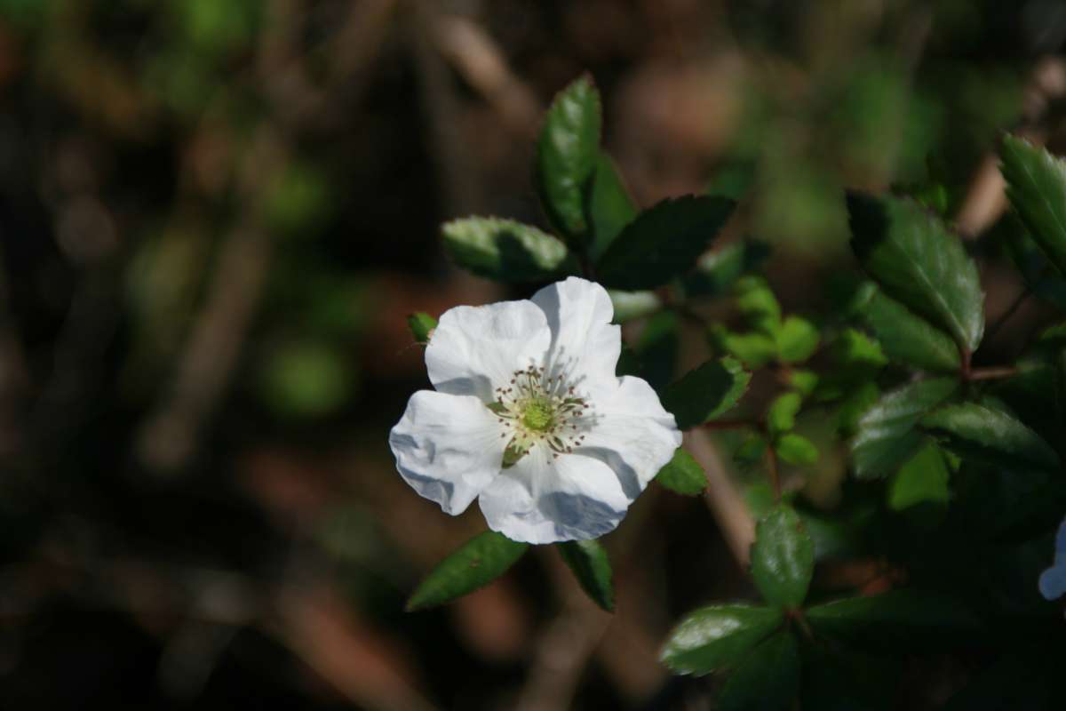 Flower - Front View<br>(Location of Picture: Fort Pikens Nat Seashore, Flroida)