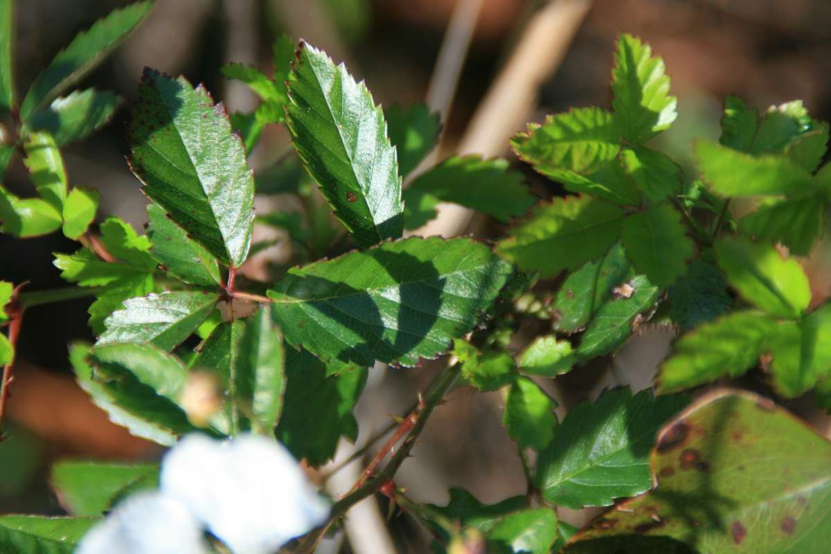 Top of Plant in Bloom<br>(Location of Picture: Ft. Pikens, NP, Florida, Feb. 2014)