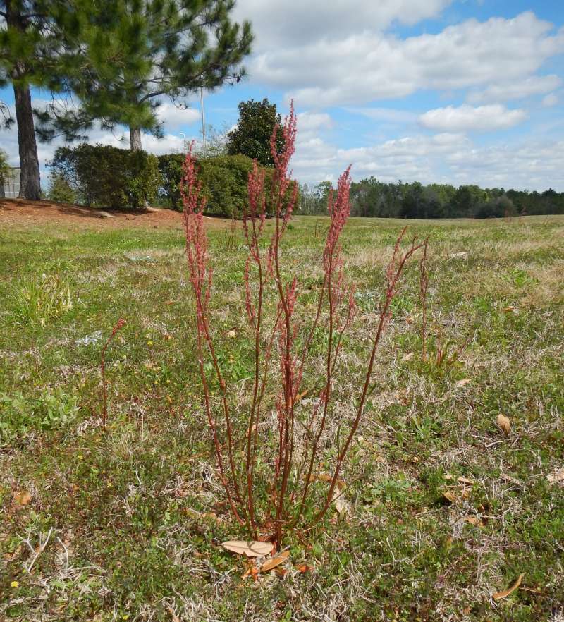 Silhouette<br>(Location of Picture: Blackwater River SP, Florida, 2014)