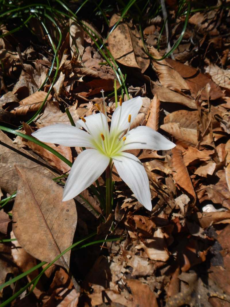 Flower - Top View<br>(Location of Picture: Florida Caverns SP, March 2014)