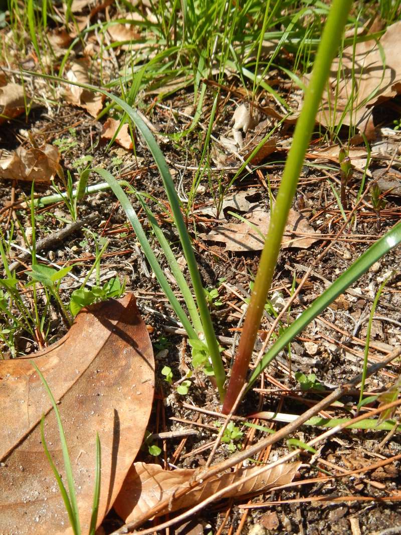 Basal Leaves<br>(Location of Picture: Florida Caverns SP, March 2014)