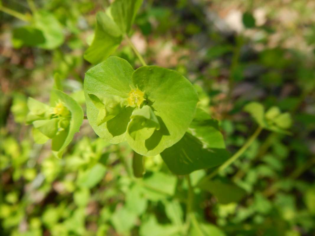 Flower<br>(Location of Picture: Florida Caverns SP, March 2014)