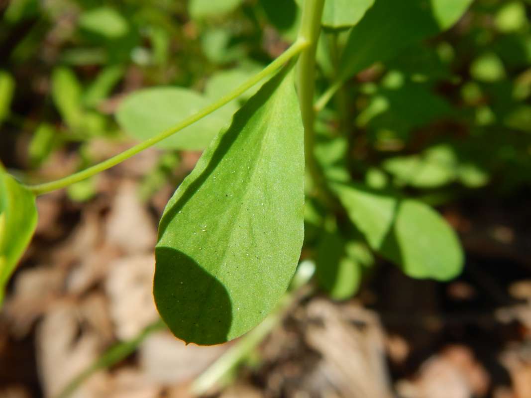 Leaf<br>(Location of Picture: Florida Caverns SP, March 2014)