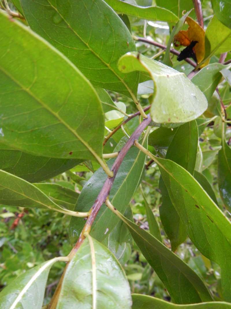 Twig<br>(Location of Picture: St. Pete, Florida, Jan. 2014)