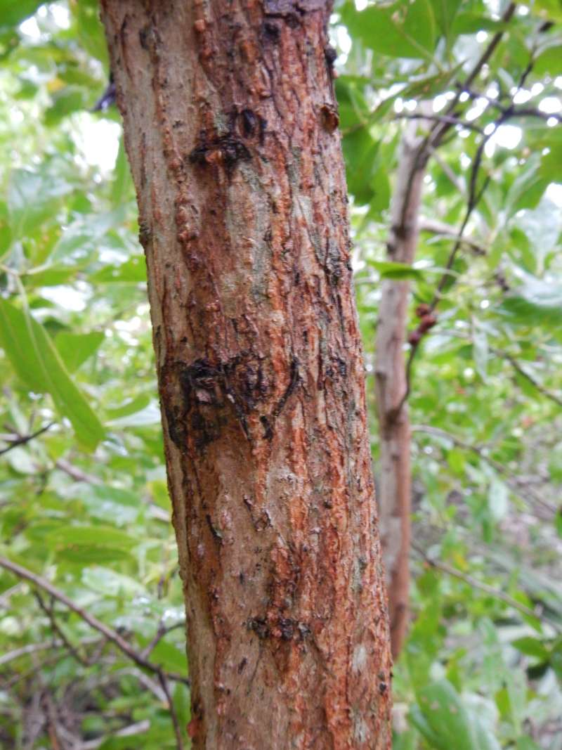 Bark<br>(Location of Picture: St. Pete, Florida, Jan. 2014)