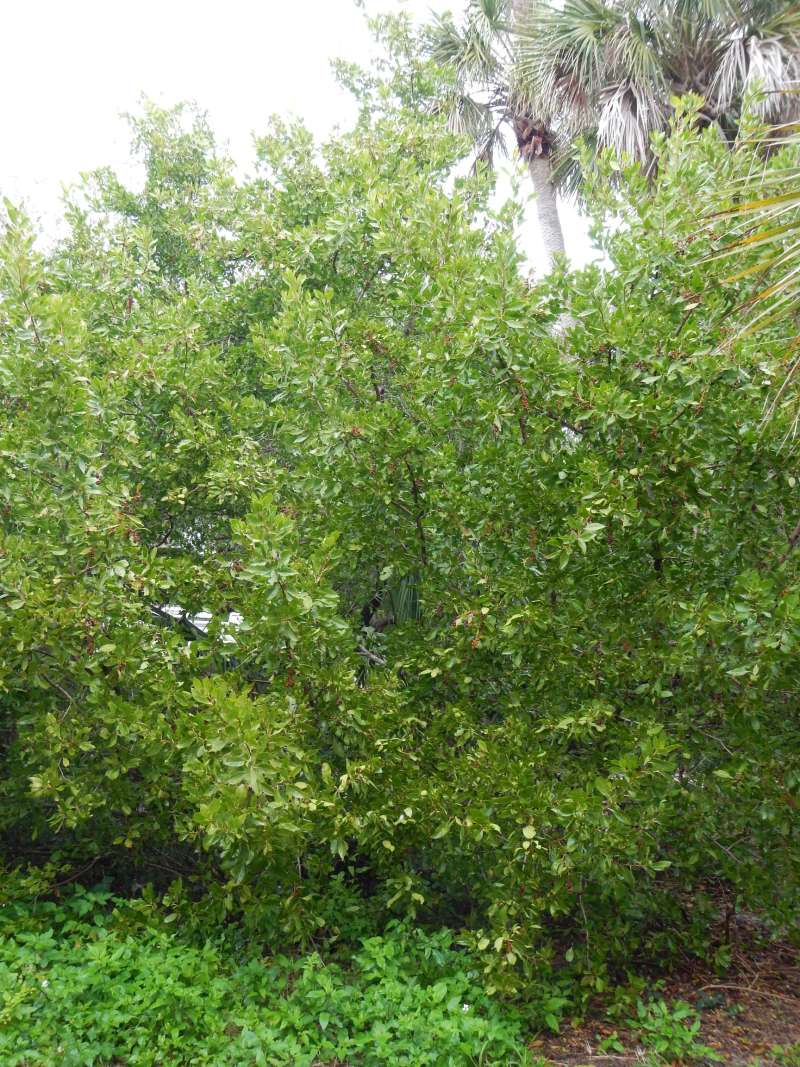 Habitat<br>(Location of Picture: St. Pete, Florida, Jan. 2014)