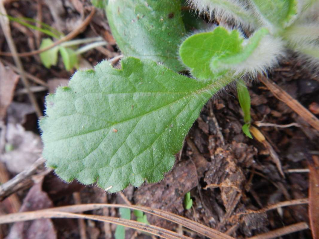 Leaf<br>(Location of Picture: Florida Caverns SP, March 2014)