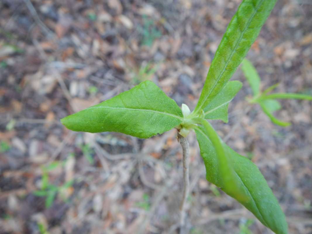 Leaves<br>(Location of Picture: Torrey State Park, March 2014)