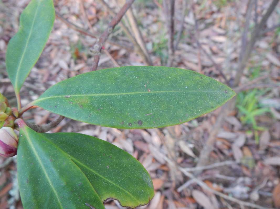 Leaf<br>(Location of Picture: Torreya SP, Forida, March 2014)