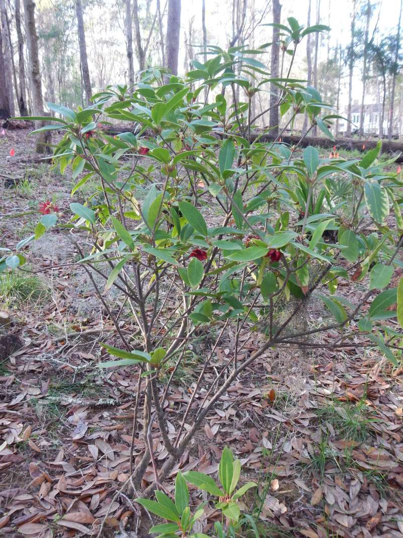 Silhouette<br>(Location of Picture: Torreya SP, Forida, March 2014)
