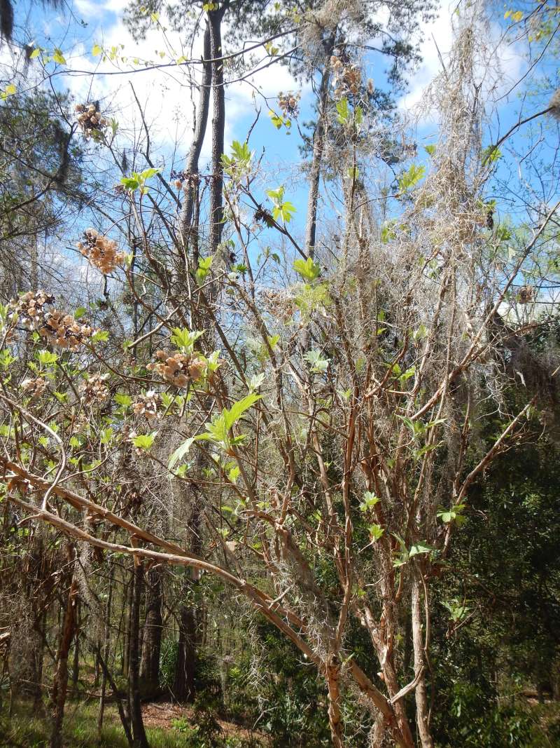 Silhouette<br>(Location of Picture: Torreya State Park, Florida, March)