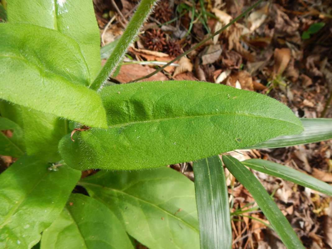 Leaf<br>(Location of Picture: Torreya SP, Florida, March 2014)