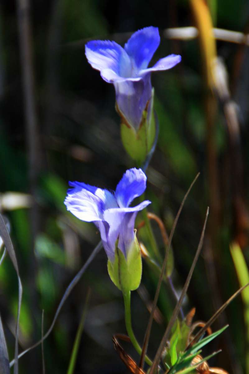 Flower - Side View<br>(Location of Picture: Hollows, MCCD, Cary, Il,  IX 2014)