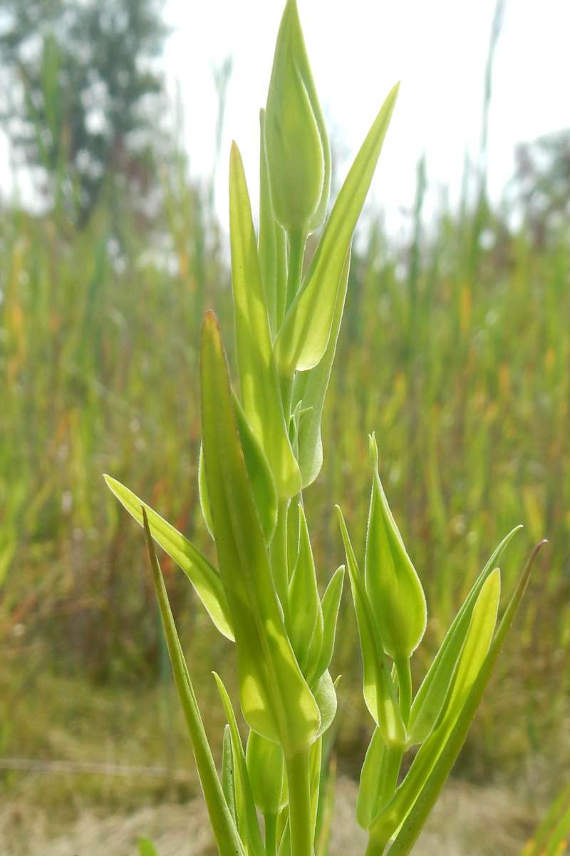 Top of Plant in Bloom<br>(Location of Picture: Hollows, Cary, Illinois, USA)