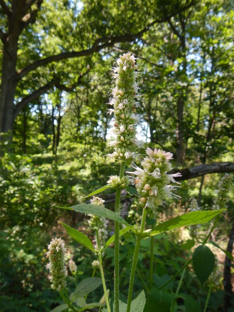Top of Plant in Bloom<br>(Location of Picture: Hickory Grove, Cary, Il, USA, 2014)