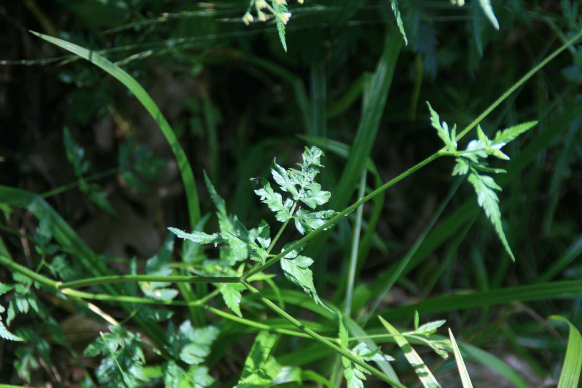 Stem<br>(Location of Picture: Hickory Grove, Cary, Il., USA, 2014)