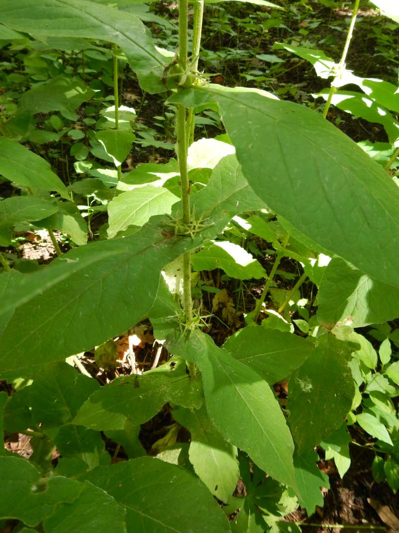 Stem and Clasping Leaves<br>(Location of Picture: Cary, Illinois, June 2014)
