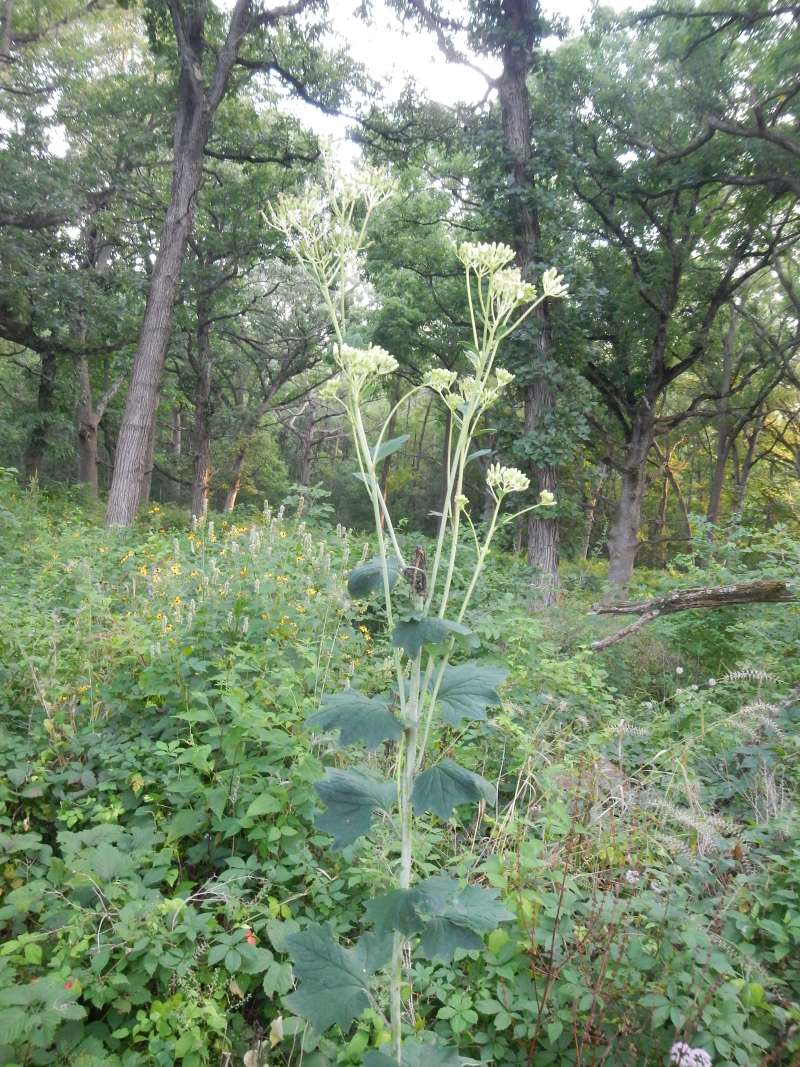 Silhouette<br>(Location of Picture: Hickory Grove, Cary, Illinois, July)